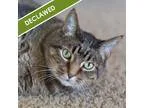 Adopt Adam a Domestic Short Hair