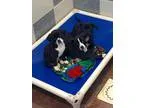 DYLAN - Male Domestic Shorthair Mix