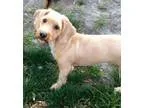 Adopt Meg a Dachshund Poodle
