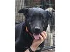 Adopt Queenie a Black Retriever (Unknown Type)  Labrador Retriev