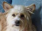 Adopt Jerry a Ibizan Hound