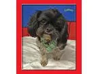Adopt Sydney a Shih Tzu