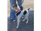 Adopt Jax a Jack Russell Terrier