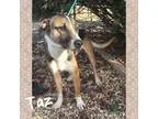 Adopt Taz a Shepherd