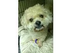 Adopt Rudy a White - with Tan Yellow or Fawn Shih Tzu  Mixed dog