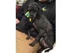 Adopt Kirby a Poodle