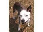 Adopt Radar a Jack Russell Terrier (Parson Russell Terrier) Pit 