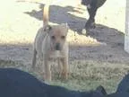 Adopt Stewie a TanYellowFawn German Shepherd Dog  American Staff