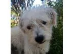 Adopt Lance a Cairn Terrier Poodle