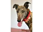 Adopt Maggie a Greyhound