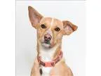 Adopt Ginger a Corgi  Mixed dog in San Luis Obispo CA (15179383)
