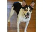Adopt JoJo(24 lb) New Pics and Video a Tricolor (TanBrown and Bl