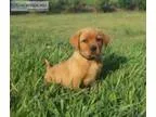 AKC Fox Red Lab Pups for Sale