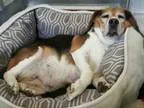 Adopt BREEZ a Beagle