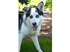 Adopt King a Siberian Husky