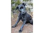 Adopt Jewel a Labrador Retriever