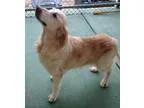 Adopt Brittany a TanYellowFawn Golden Retriever  Mixed dog in BI