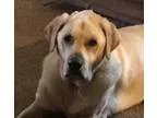 Adopt Duffy a Labrador Retriever