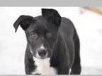 Adopt Bindi a Labrador Retriever