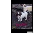 Adopt Trisha a Labrador Retriever