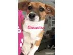 Adopt Clementine a White - with Red Golden Orange or Chestnut Co