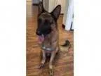 Adopt Ruben a German Shepherd Dog