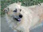 Adopt SPARKY-WHAT A DOLL a Terrier