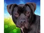 Adopt Jayden a Pit Bull Terrier