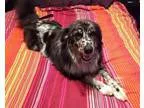 Adopt Cali a Border Collie