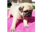 Pug puppies akc oo   s