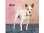 Adopt Devin a Jack Russell Terrier