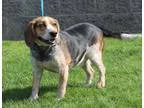 Adopt Dillon a Beagle