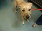 Adopt Ashford a Labrador Retriever