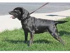 Adopt Petunia a Black Feist  Beagle  Mixed dog in Harrisonburg V
