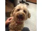 Adopt Charlie a Poodle