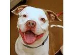 Adopt Buddy a White American Pit Bull Terrier  Mixed dog in Wich