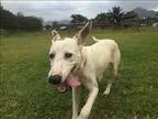 Adopt Daisy a Pointer  Hound (Unknown Type)  Mixed dog in Silver