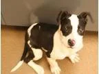 Adopt Rio a Black American Pit Bull Terrier  Mixed dog in Wichit