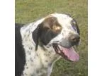 Adopt ZEUS a Australian Cattle Dog (Blue Heeler) Labrador Retrie