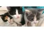 Adopt Annie and Kittens a Domestic Short Hair