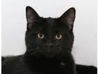 Adopt Paris - Yorba Linda PetSmart a Domestic Medium Hair-black