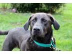 Adopt Tucker a Labrador Retriever Chesapeake Bay Retriever