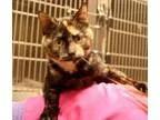Adopt Jubilee a Domestic Short Hair Tortoiseshell