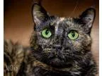 Adopt Ginger a Tortoiseshell Domestic Shorthair (short coat) cat