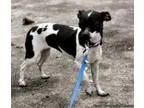 Unique and Very sweet Family Friendly and trained lb Chihuahua-