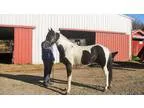 Maverick 6yr Gelding for sale