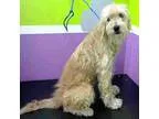 Adopt Cash a TanYellowFawn Wheaten Terrier  Border Terrier  Mixe