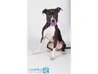 Adopt Kayla a Black - with White Pit Bull Terrier  Mixed dog in 