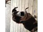 Adopt Chickie a Spaniel
