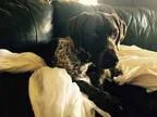 Adopt Truby a German Shorthaired Pointer
